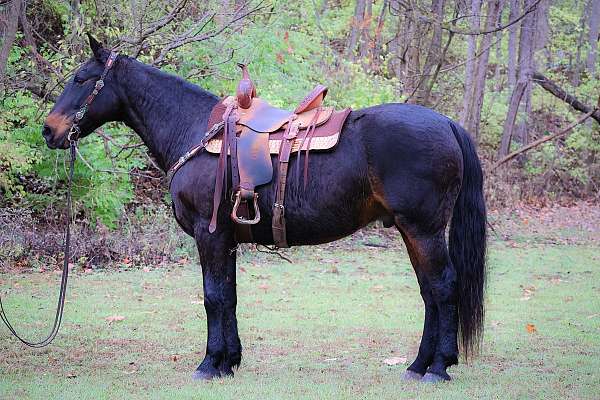 all-around-percheron-horse