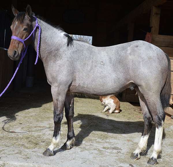 mo-gypsy-vanner-horse