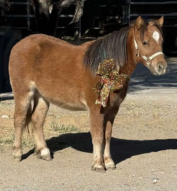 jackpot-miniature-horse