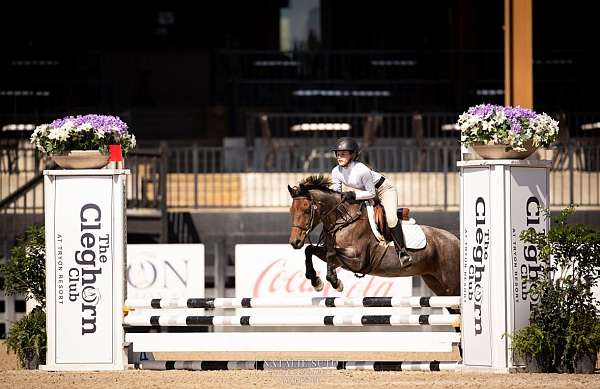 bay-roan-show-winner-pony