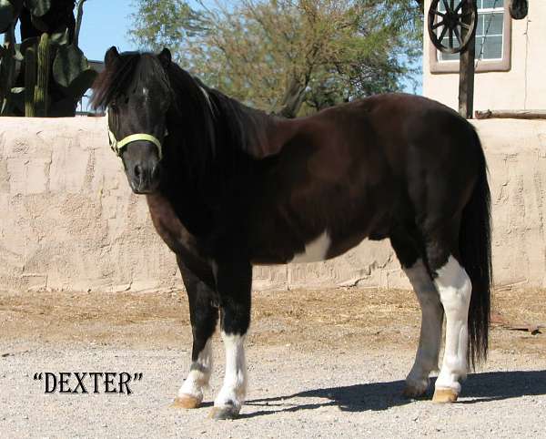 good-kids-miniature-horse