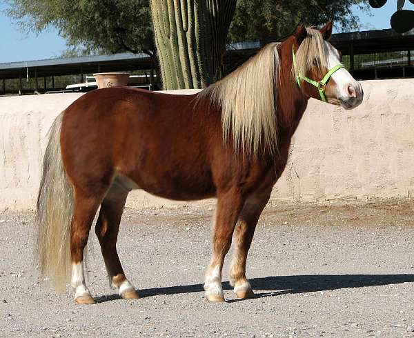 mini-gelding-horse