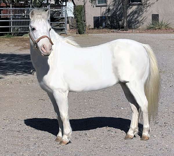 durable-miniature-pony