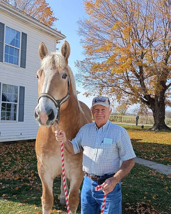 draft-riding-horse-belgian