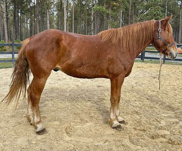 sorrel-draft-gelding