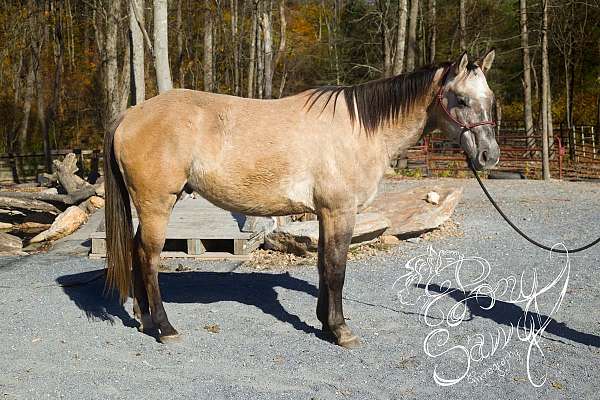 dun-w-blk-points-ranch-pony