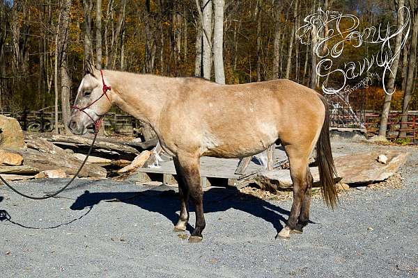 dun-w-blk-points-roping-pony