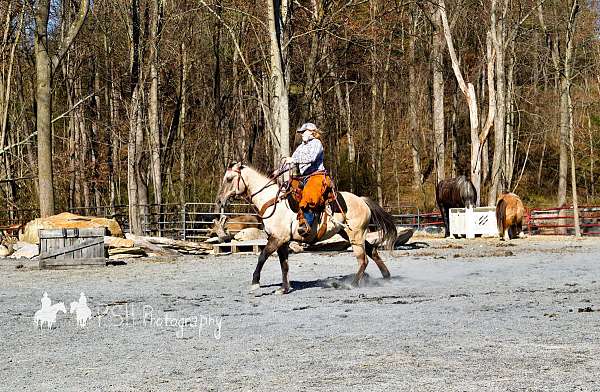 dun-w-blk-points-trained-pony