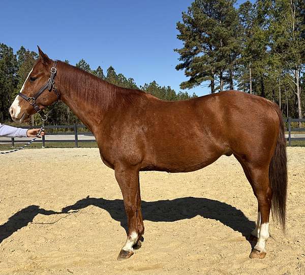 sorrel-quarter-horse-gelding