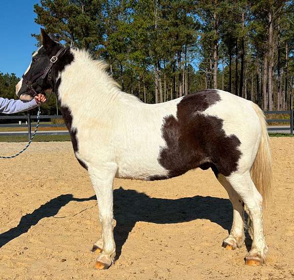 pinto-spotted-saddle-pony