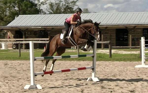 bay-stripe-half-pastern-horse