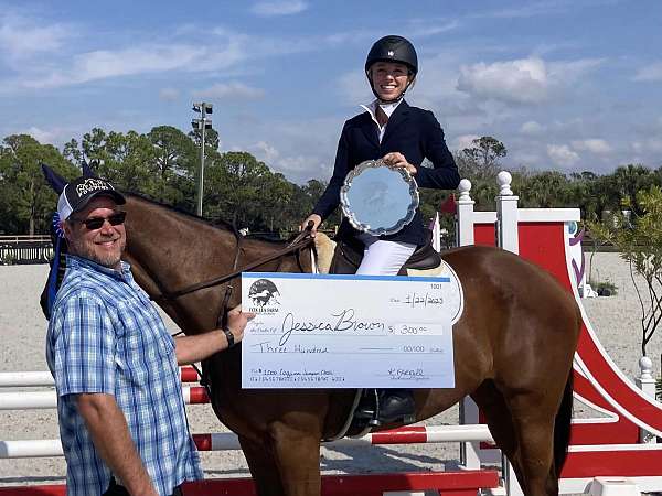 show-jumping-thoroughbred-horse