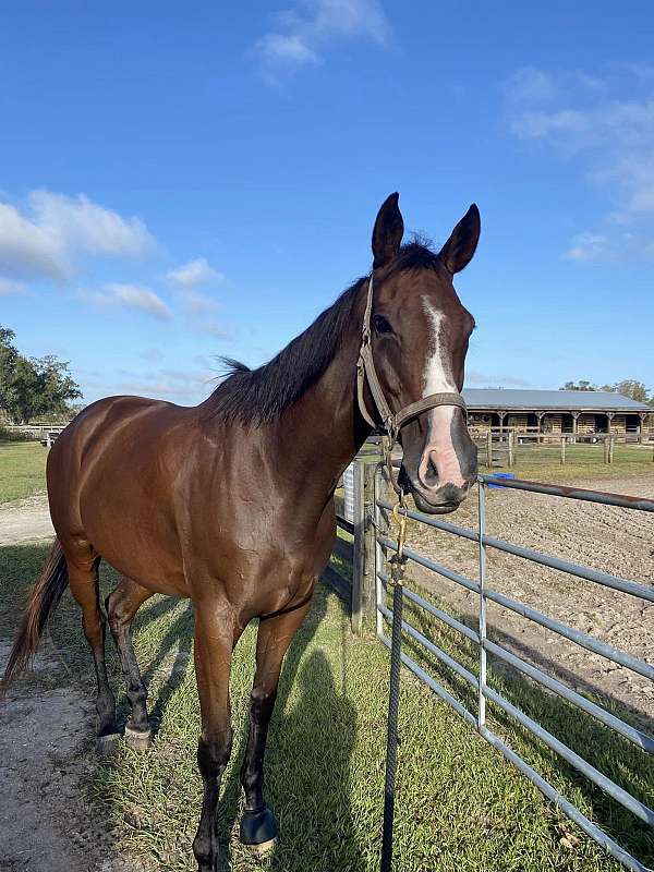 champion-thoroughbred-horse