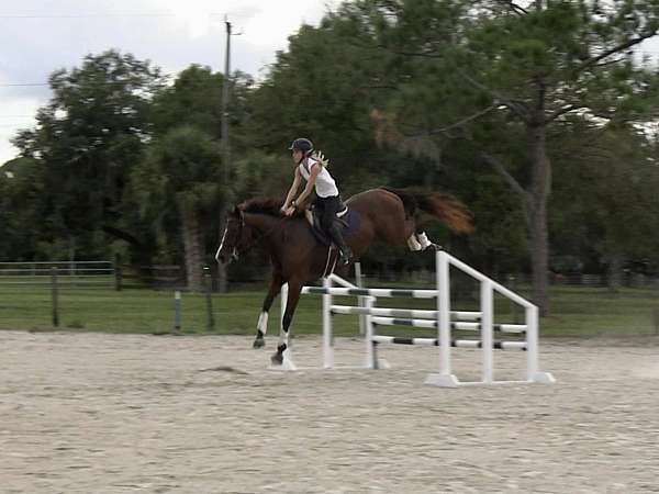 athletic-thoroughbred-horse