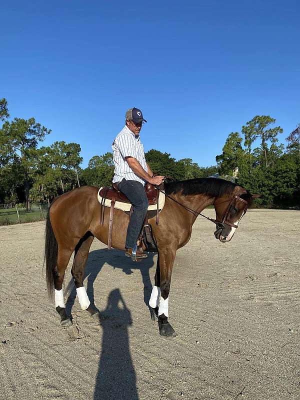 barrel-thoroughbred-horse