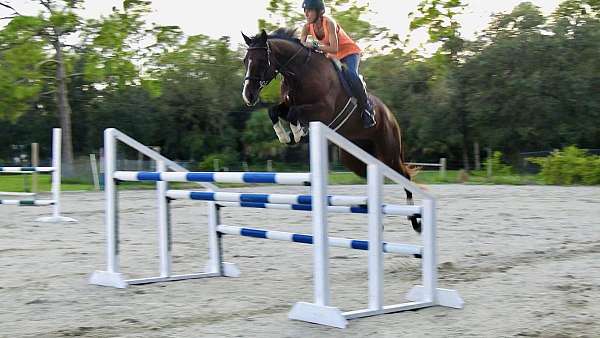 barrel-racing-thoroughbred-horse