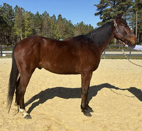 bay-quarter-horse-gelding