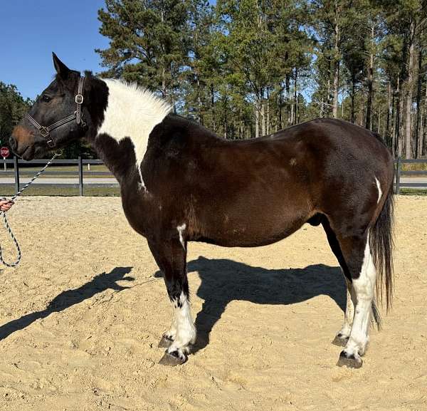 pinto-draft-gelding