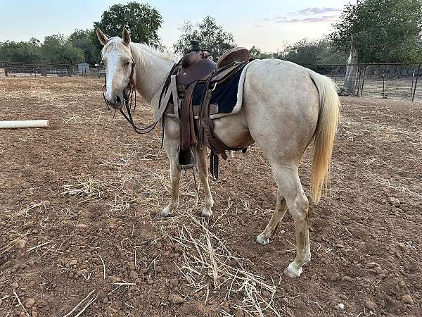 palomino-experienced-project-horse