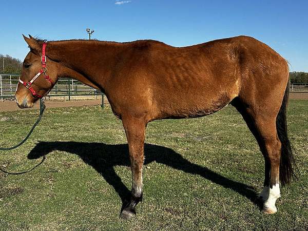 draft-cross-prospect-belgian-pony