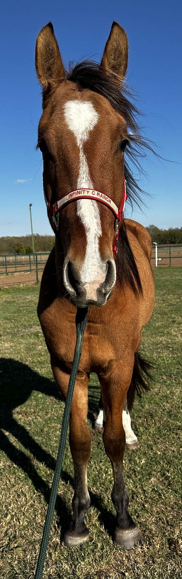 cross-belgian-pony