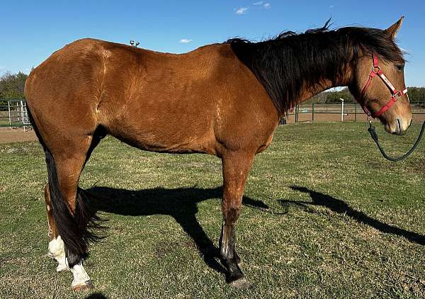 longe-line-belgian-pony