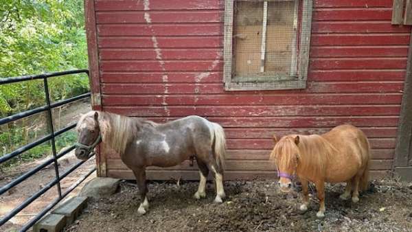 chestnut-white-miniature-mare-foal