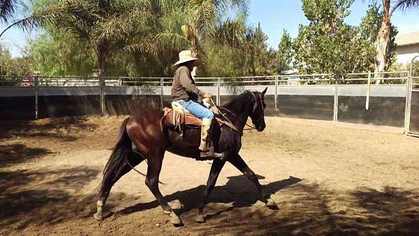 dressage-thoroughbred-horse