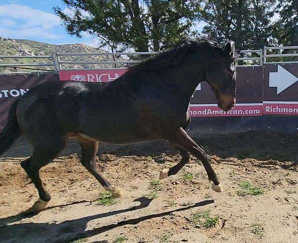 hunter-thoroughbred-horse