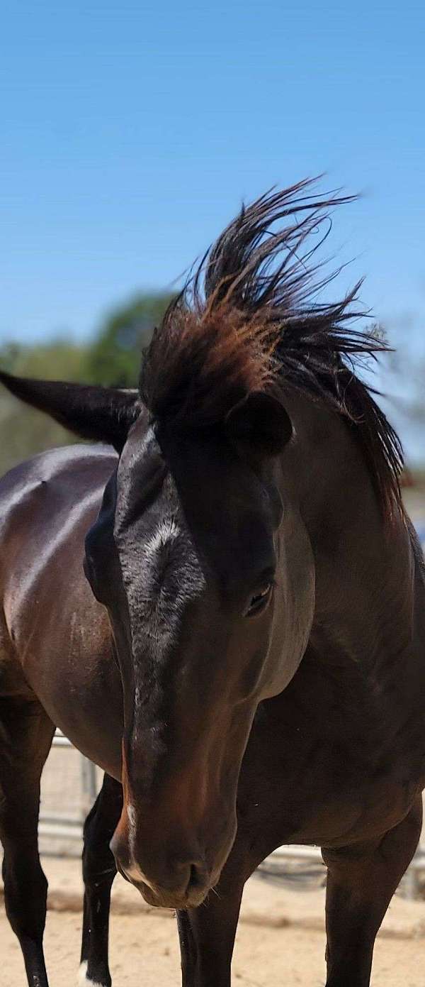 jumping-thoroughbred-horse