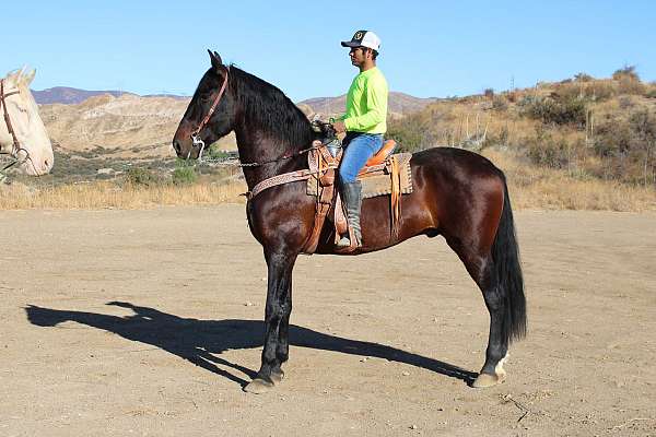 dressage-andalusian-horse