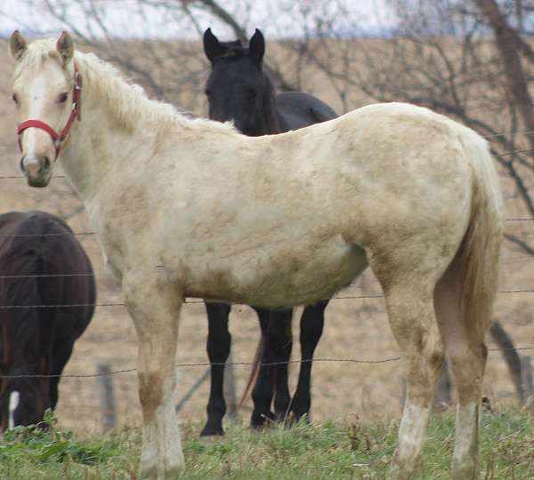 expresses-roan-gene-horse