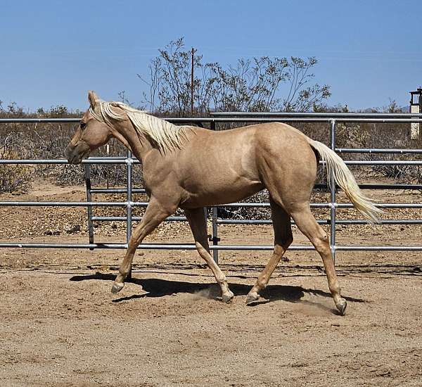 barrel-trail-horse