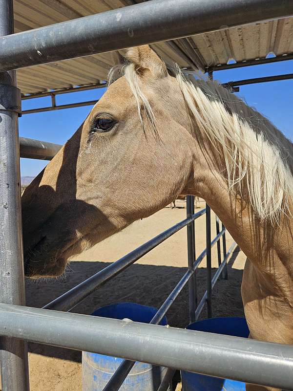 quarter-horse-for-sale