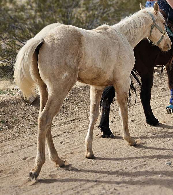 barrel-trail-horse