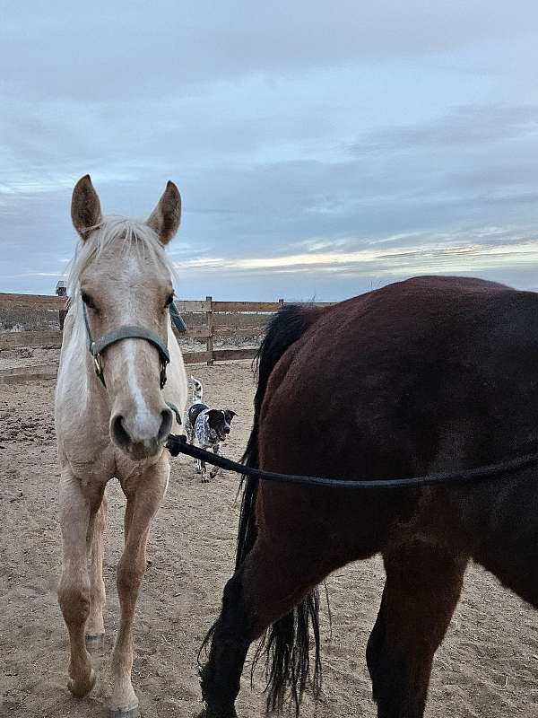 ground-manners-colt