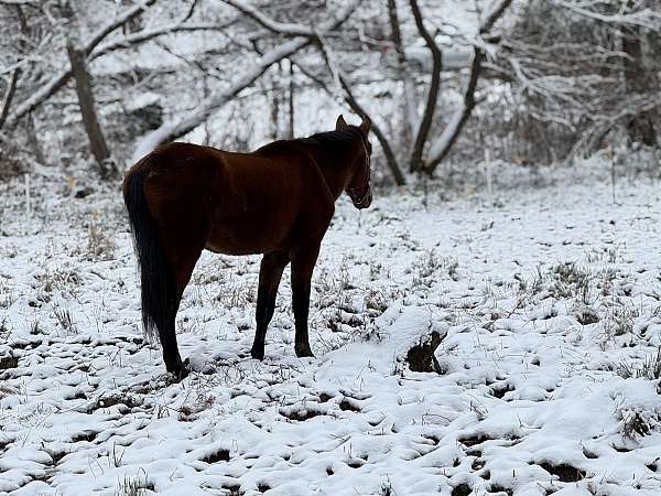 twh-standardbred-horse