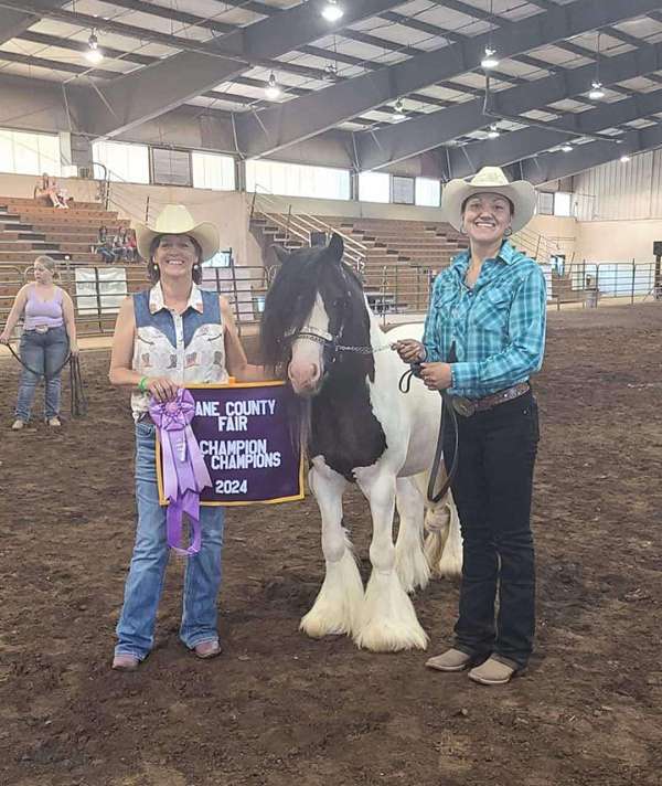 oregon-gypsy-vanner-horse