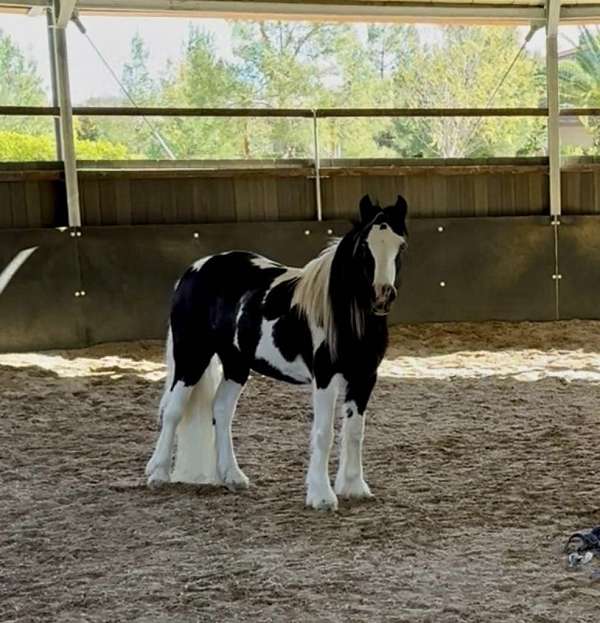 nevada-gypsy-vanner-horse