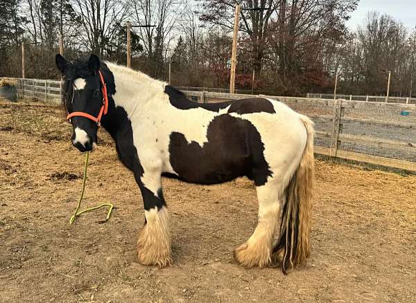 works-cows-gypsy-vanner-horse