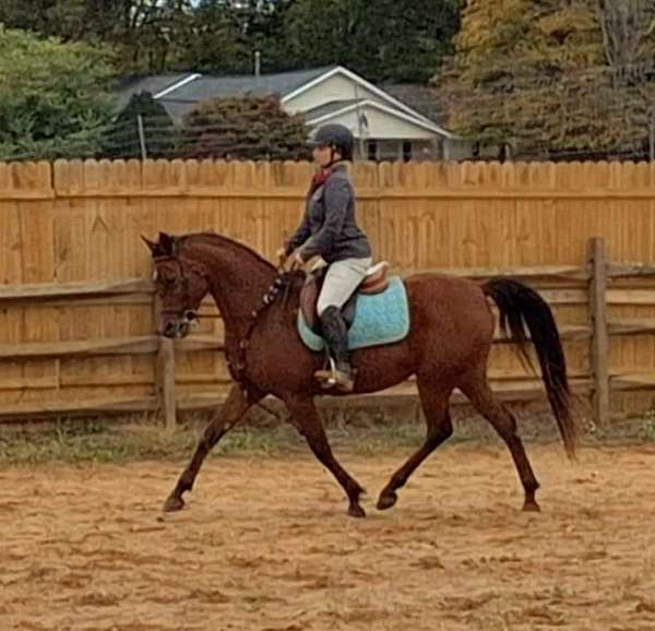 main-ring-arabian-horse