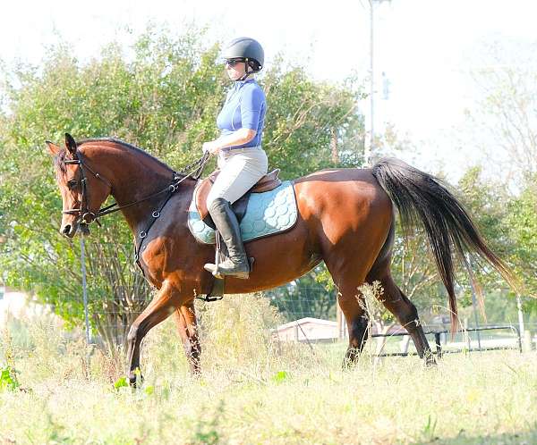 main-ring-arabian-horse