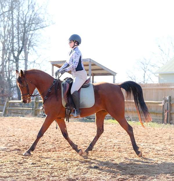 adult-arabian-horse