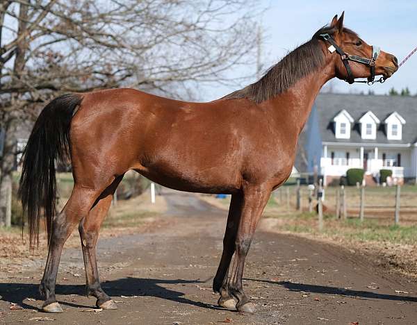 all-around-arabian-horse