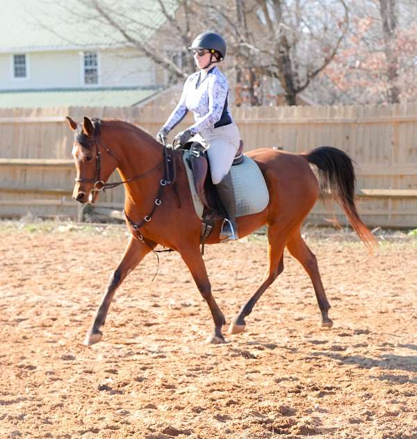 beautiful-arabian-horse