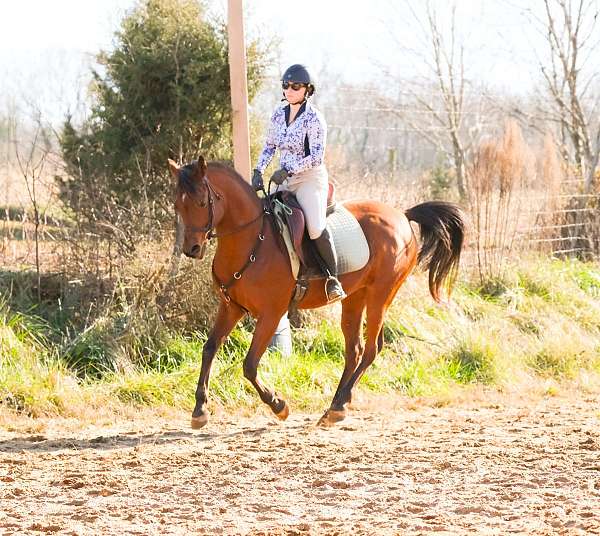 beautiful-mare-arabian-horse