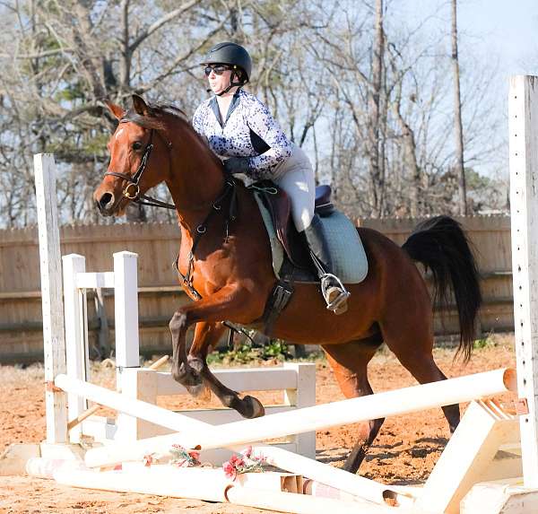 bey-arabian-horse