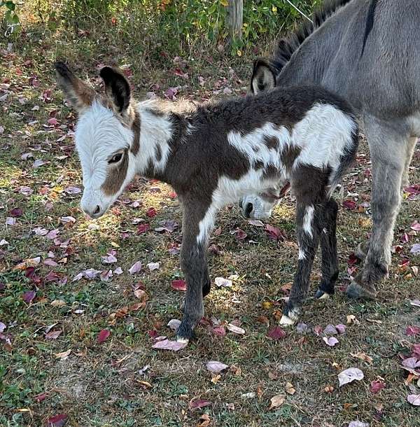 spotted-with-cross-on-back-donkey