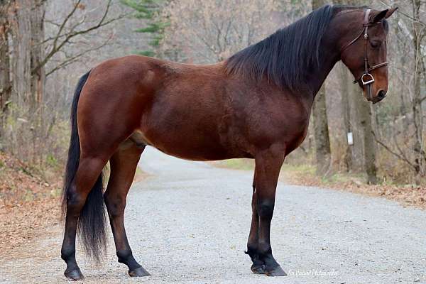 bay-small-star-strip-horse