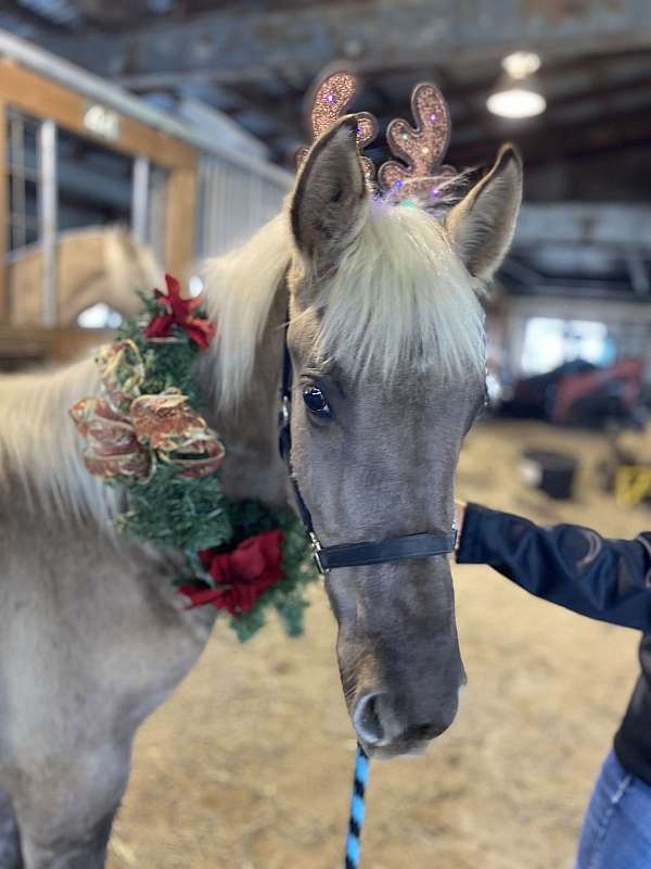 breeding-rocky-mountain-horse